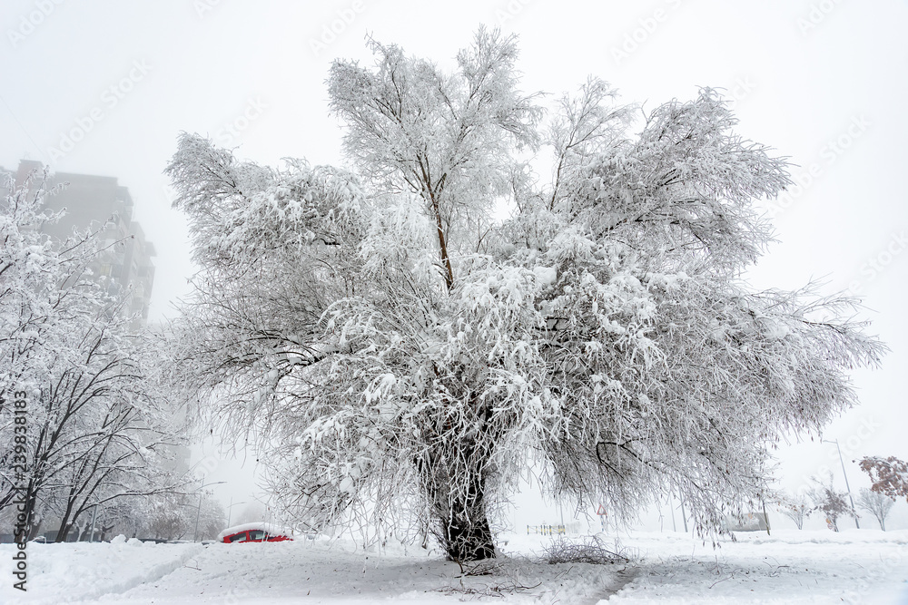 Fototapeta premium Big Oak Tree Covered With Snow and Hoar Frost