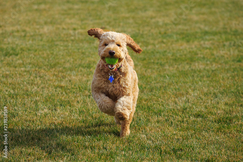 Beautiful Goldendoodle dog plays at the park with a tennis ball