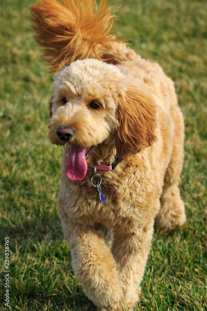 Happy Goldendoodle dog playing at the park Happy Goldendoodle dog playing at the park