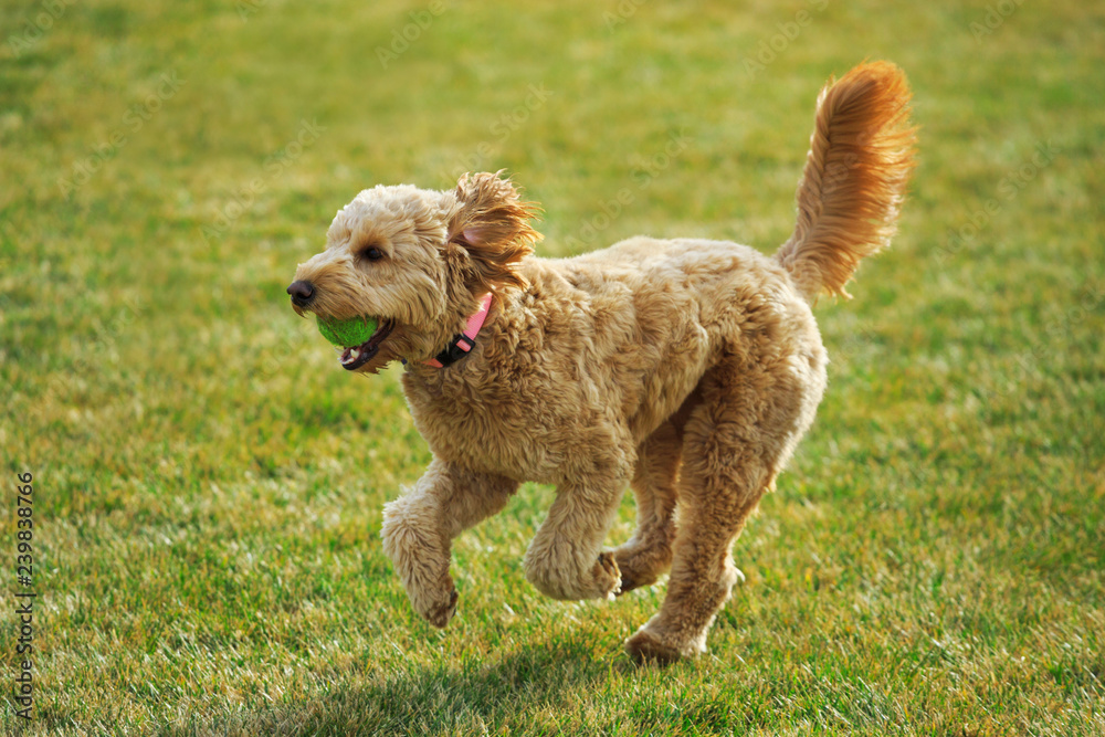 Happy Goldendoodle dog plays at the park with a ball Happy Goldendoodle dog plays at the park with a ball