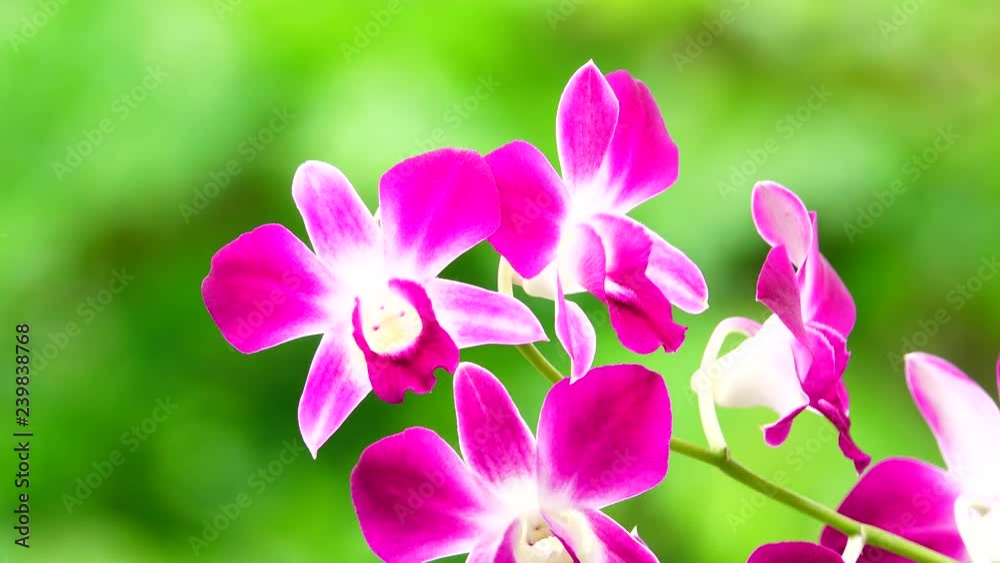 4K buautiful thai orchid flower nature in the garden. 4K buautiful thai orchid flower nature in the garden.