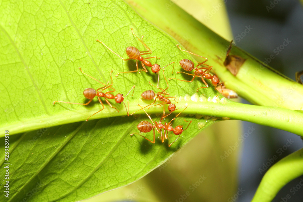 Group red ant on leaf Group red ant on leaf