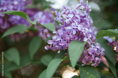 Texture of lilac flower