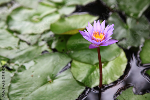 Purple and pink color lotus have leaf lotus background