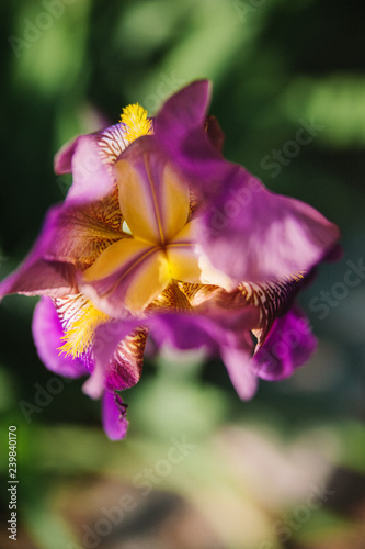 One blooming iris on a sunny day