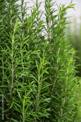 background of green rosemary bush