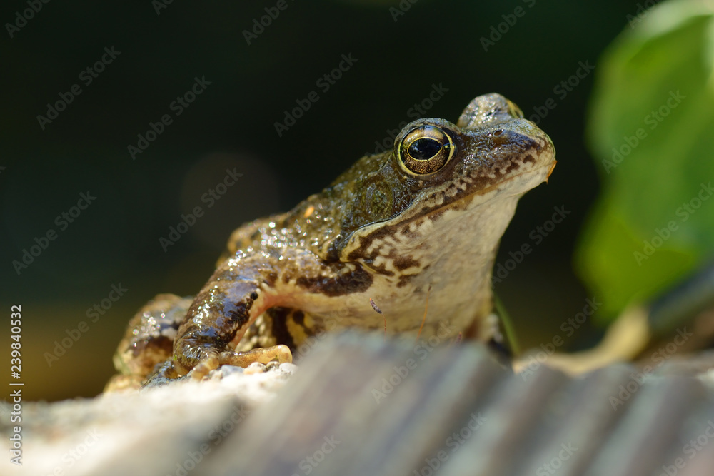 Grasfrosch in einem Gartenteich Grasfrosch in einem Gartenteich