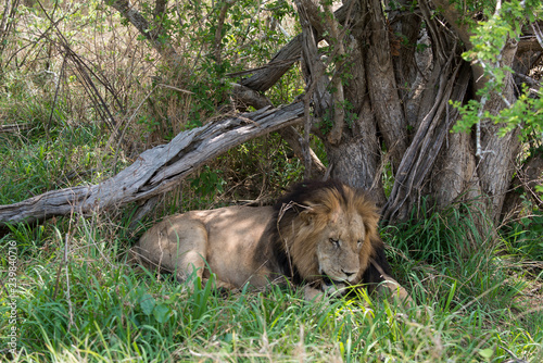 Fototapeta Naklejka Na Ścianę i Meble -  Lion, mâle, Panthera leo,