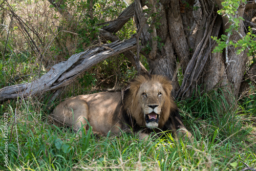 Fototapeta Naklejka Na Ścianę i Meble -  Lion, mâle, Panthera leo,