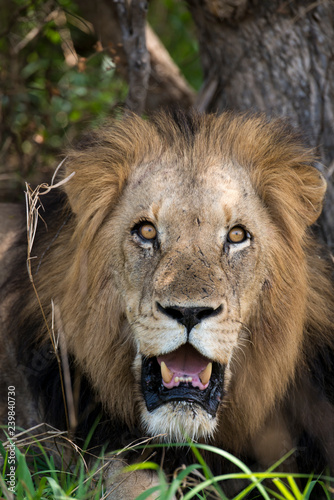 Fototapeta Naklejka Na Ścianę i Meble -  Lion, mâle, Panthera leo,