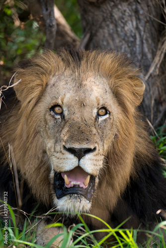 Fototapeta Naklejka Na Ścianę i Meble -  Lion, mâle, Panthera leo,
