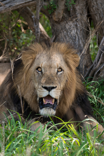 Fototapeta Naklejka Na Ścianę i Meble -  Lion, mâle, Panthera leo,