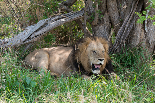 Fototapeta Naklejka Na Ścianę i Meble -  Lion, mâle, Panthera leo,