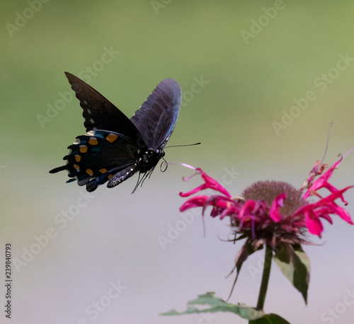 Pipevine Swallowtail Flight