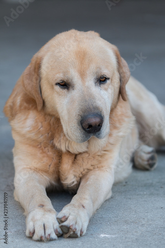 portrait of labrador © D.G.Eirin