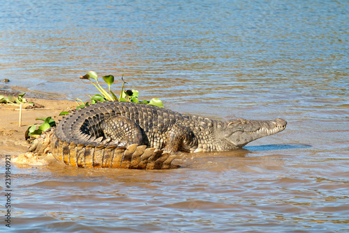 crocodile de Madagascar, Crocodylus niloticus madagascariensis, Madagascar