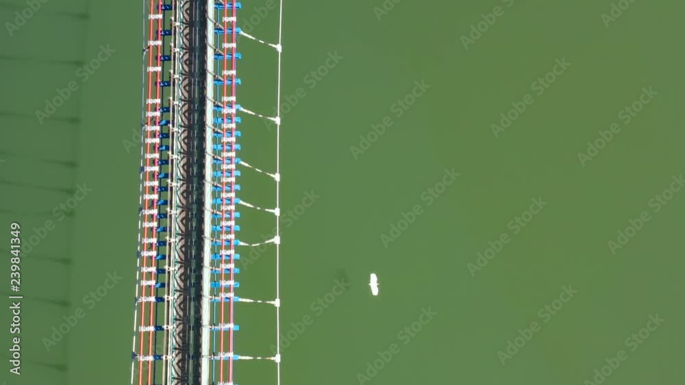 Egret birds flyover under suspension bridge and tourists walking on it, aereial view, Jiaobanshan Park, Taiwan, Asia