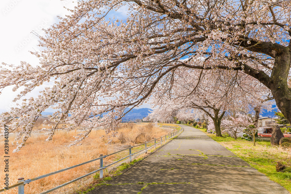Beautiful cherry blossom , sakura and a country road in spring day with blue sky background Beautiful cherry blossom , sakura and a country road in spring day with blue sky background