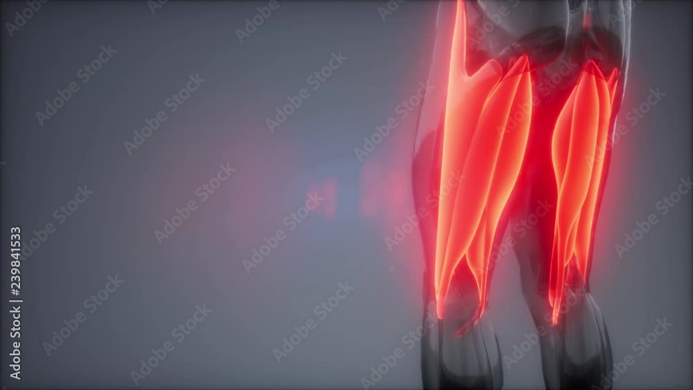 thigh muscles - Visible muscle anatomy map