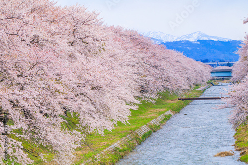 Cherry blossom trees or sakura  along the bank of Funakawa River in the town of Asahi , Toyama Prefecture  Japan.
