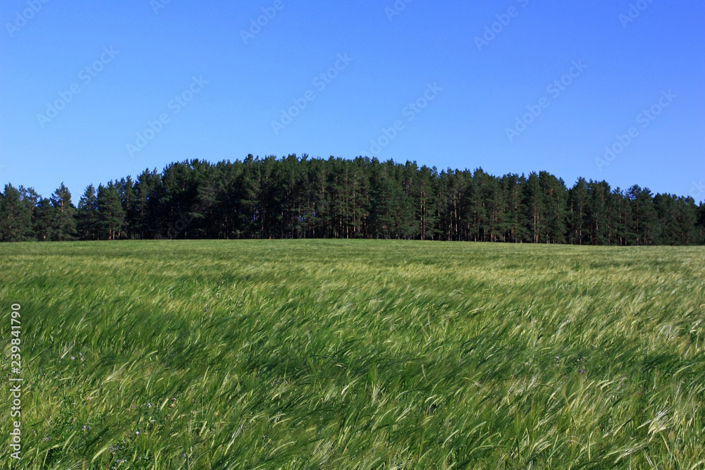 Field of green wheat ears