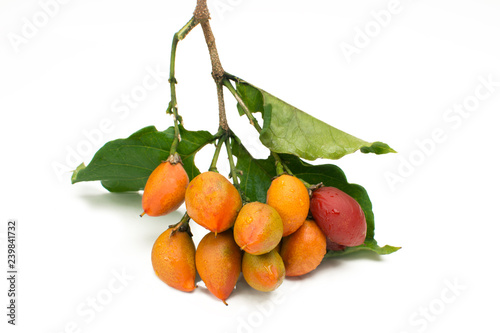 Unusual edible fruit Bunchosia argentea called caferana in Brazil in white background close photo