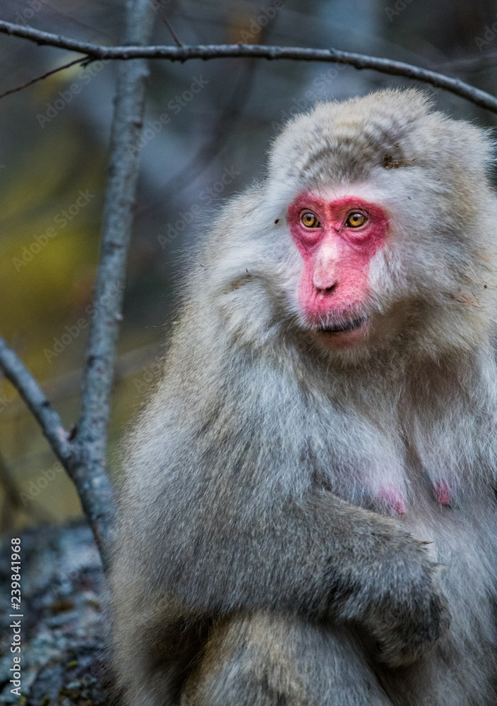 Obraz premium red faced snow monkey in Kamikochi, Japanese Alps, Chubu Sangaku National Park
