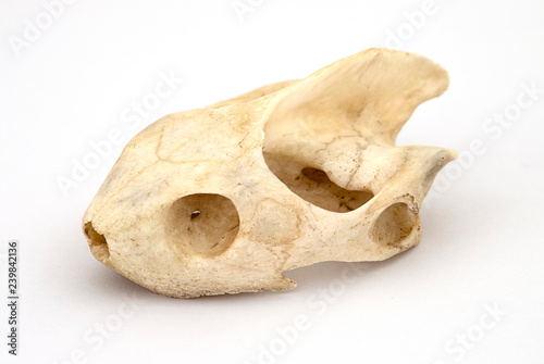 snake skull isolated on white background