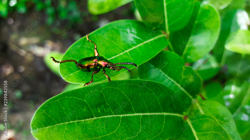 emerald green beetle, weevil emerald green beetle, weevil