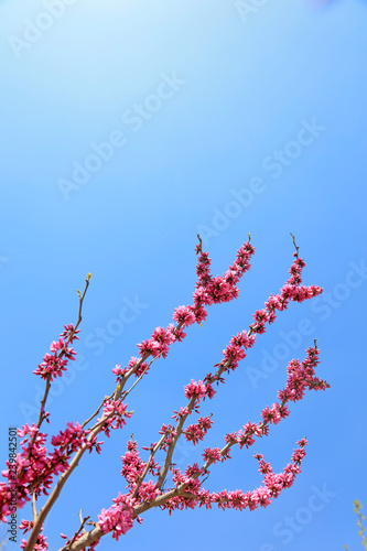 Bauhinia Flower in blue sky