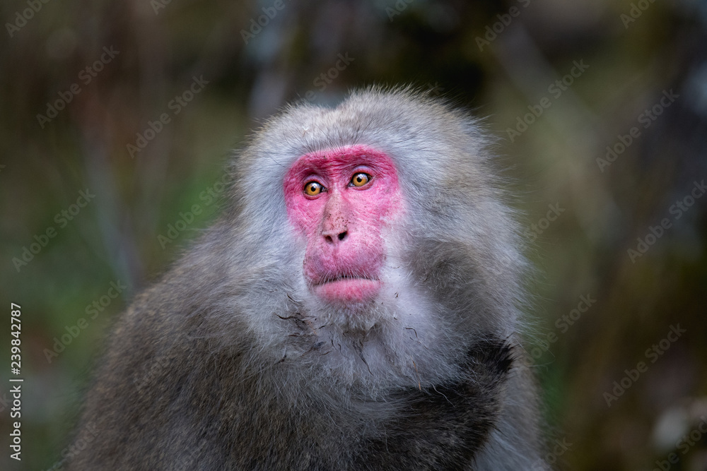 red faced snow monkey in Kamikochi, Japanese Alps, Chubu Sangaku National Park red faced snow monkey in Kamikochi, Japanese Alps, Chubu Sangaku National Park