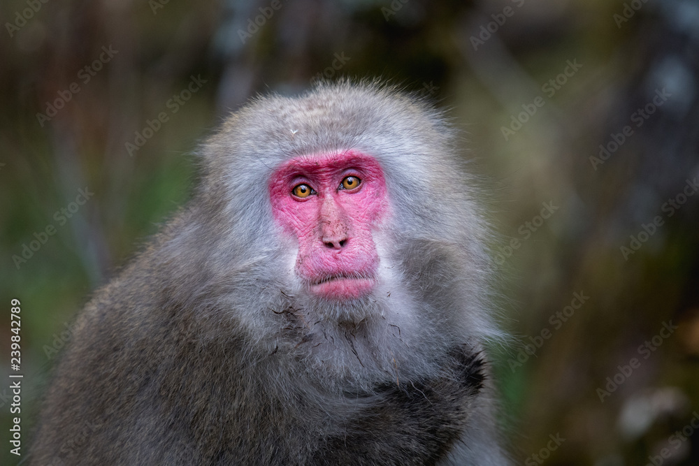 red faced snow monkey in Kamikochi, Japanese Alps, Chubu Sangaku National Park red faced snow monkey in Kamikochi, Japanese Alps, Chubu Sangaku National Park