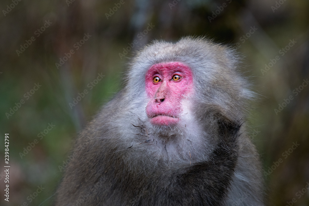 red faced snow monkey in Kamikochi, Japanese Alps, Chubu Sangaku National Park red faced snow monkey in Kamikochi, Japanese Alps, Chubu Sangaku National Park