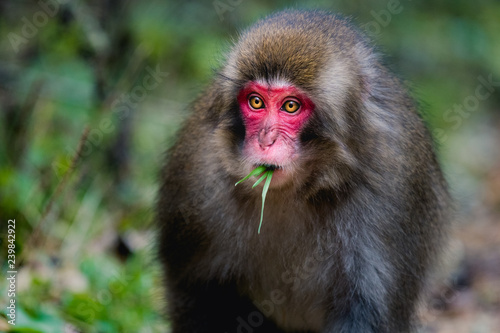 red faced snow monkey in Kamikochi, Japanese Alps, Chubu Sangaku National Park photo