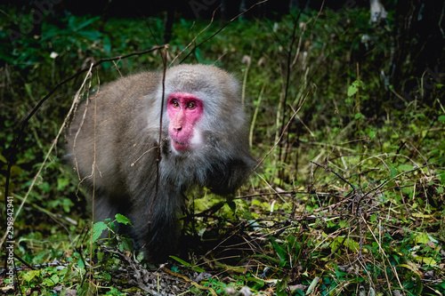 red faced snow monkey in Kamikochi, Japanese Alps, Chubu Sangaku National Park photo