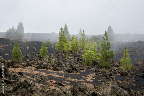 Fields of black sand at Teide national park. Chinyero volcano. photo