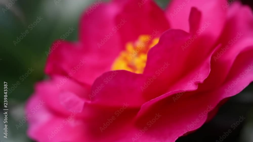 Focusing on the camellia sasanqua flower Focusing on the camellia sasanqua flower