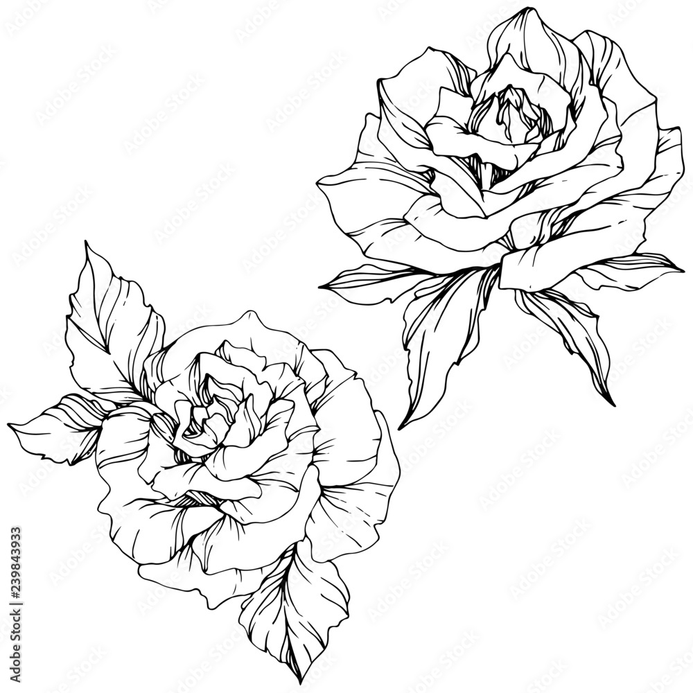 Vector Rose flower. Isolated rose illustration element. Black and white engraved ink art. - obrazy, fototapety, plakaty 