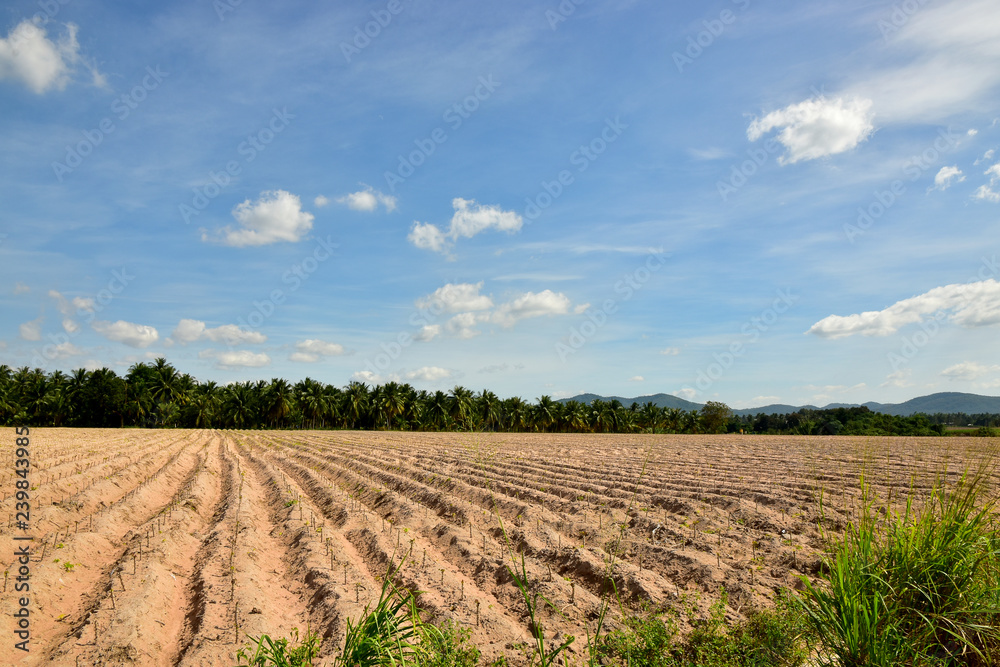 Glowing of Cassava Plantation  and the blue sky background