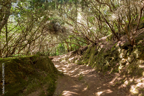 Walking paths of Anaga national park with ancient virgin rainforest. Tenerife island, Spain
