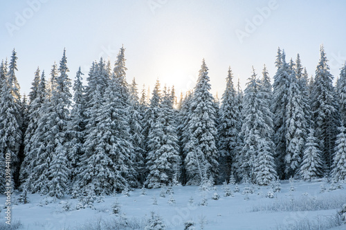 spruce snowy forest in the mountains, sunlight through trees © AlexR