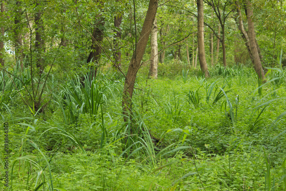Wet place under alders in summer. Wet place under alders in summer.