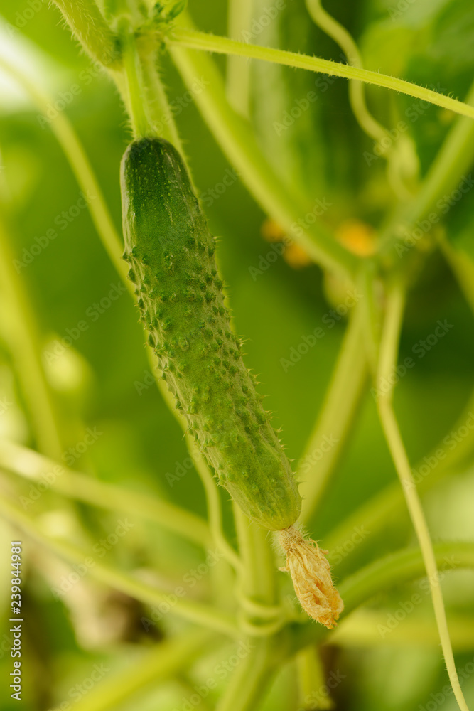 one small green cucumber in a greenhouse one small green cucumber in a greenhouse