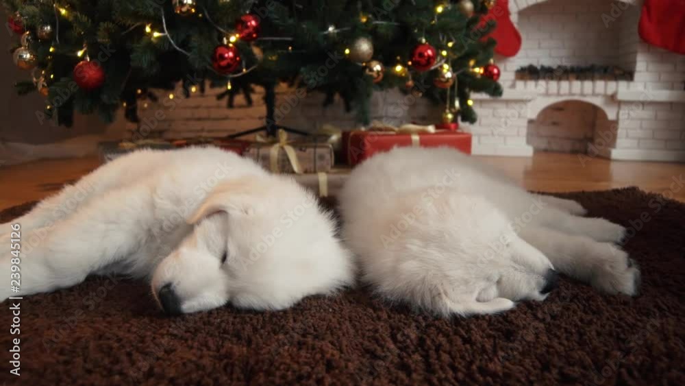 Beautiful white dog puppies sleeping under the Christmas tree Beautiful white dog puppies sleeping under the Christmas tree