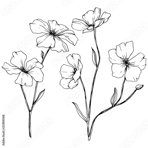 Vector. Isolated flax flower illustration element. Spring leaf wildflower. Black and white engraved ink art.