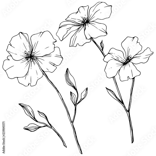 Vector. Isolated flax flower illustration element. Spring leaf wildflower. Black and white engraved ink art.