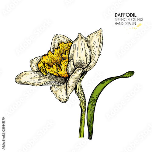 Hand drawn set of colored daffodil or narcissus flowers. Vector engraved art. Spring garden blossoms. Monocrome sketch. Good for wedding card, party decoration, greeting flyer, poster, banner design.