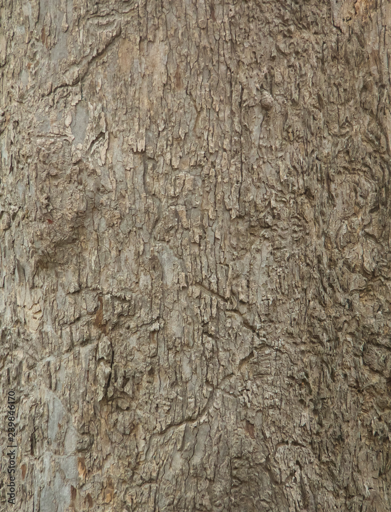 Wood bark texture eated by termites. background. Wood bark texture eated by termites. background.