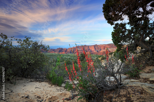 Red Penstemon wildflowers bloom in Snow Canyon State Park, Utah in southern Utah, near St George photo