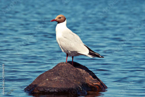 Seagull sitting on a stone in the middle of the lake.